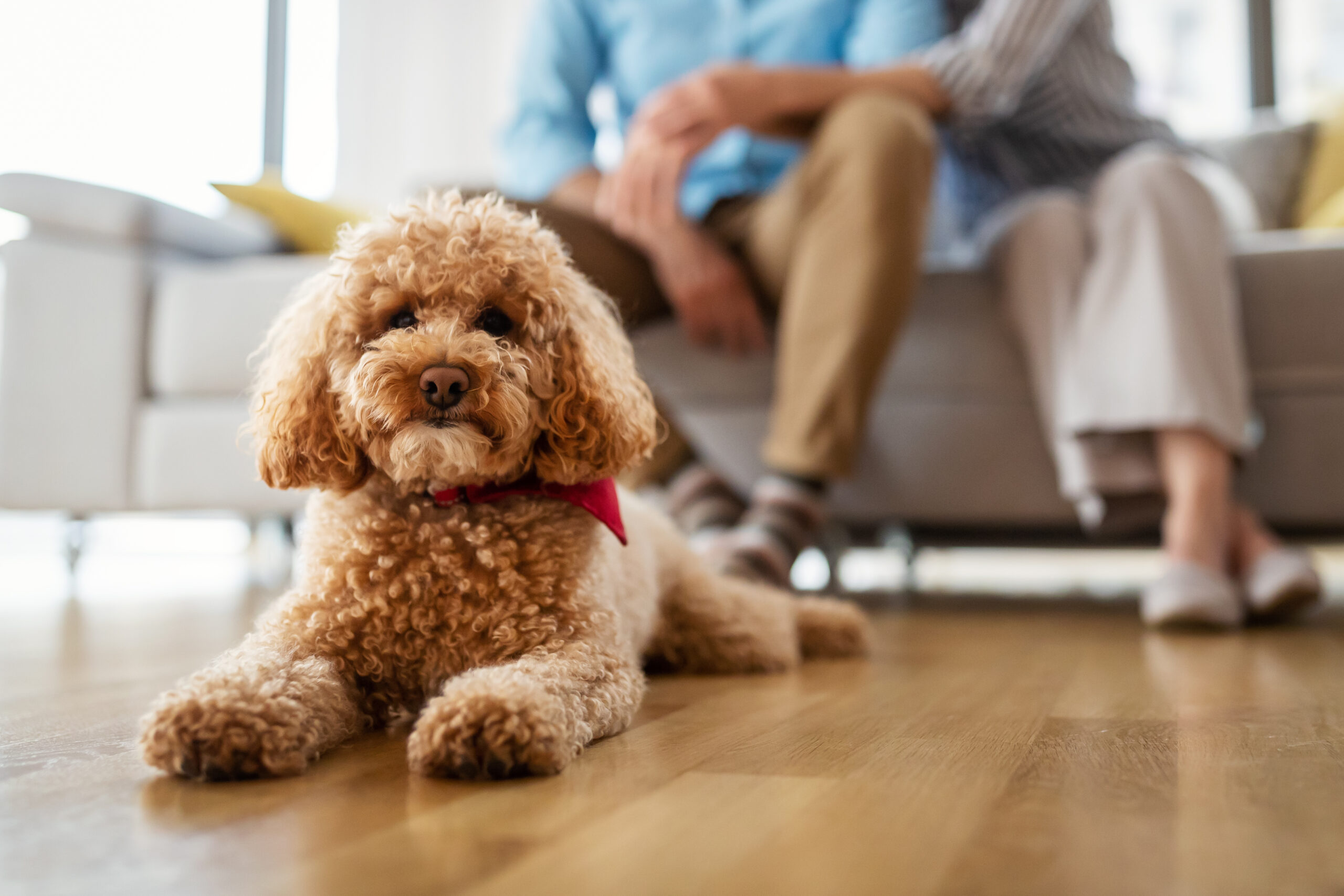 highland dog grooming