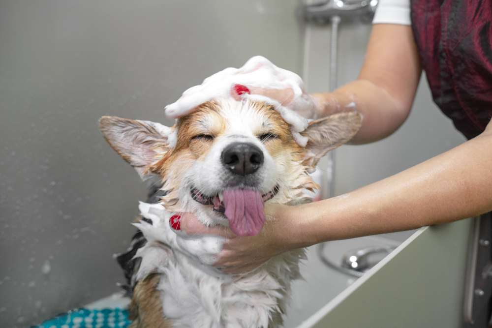 Dog Grooming Services